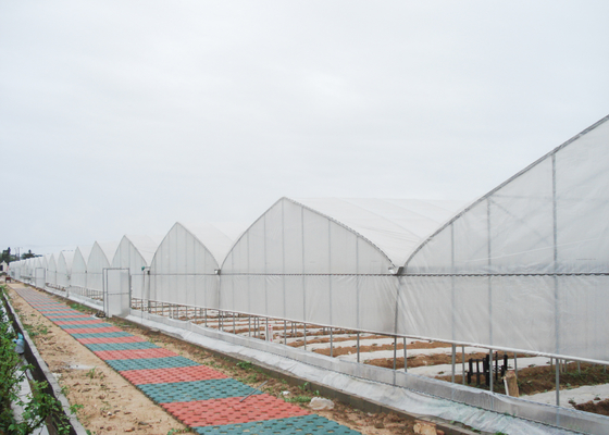 Film Surface Material Multi-Span Agricultural Greenhouses IGreen Greenhouse