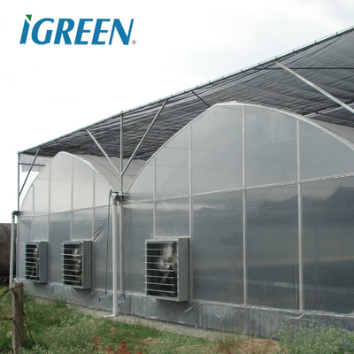 Tomato Growing Agricultural Equipment Roof Vent Free Multi Span Greenhouse