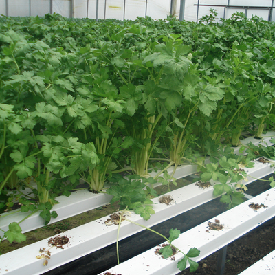 Commercial NFT Single Hydroponic System Growing Vegetable with Film Cover