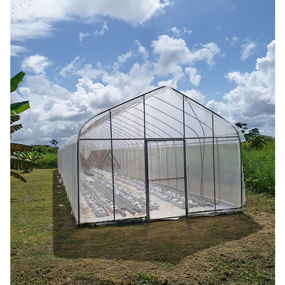 Vegetable Single Span Greenhouse Customized Small Outdoor Greenhouses IGreen