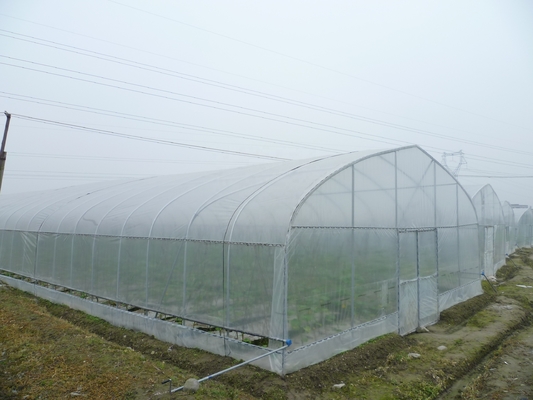 Shoulder Height 2.5m Agricultural Greenhouse 275gsm Zinc Coating Plastic Film Greenhouse