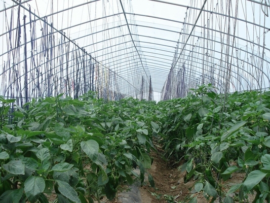Shoulder Height 2.5m Agricultural Greenhouse 275gsm Zinc Coating Plastic Film Greenhouse