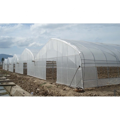 Customize Multi Span Greenhouse High Tunnel Greenhouse For Tomato Farming