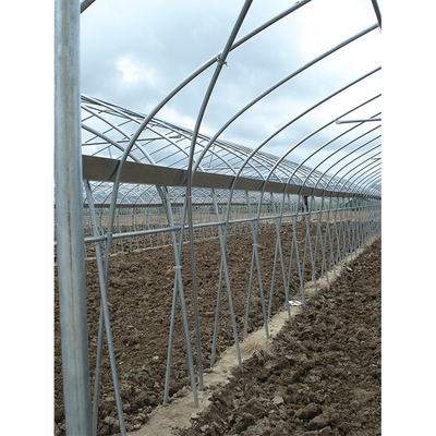 Customize Multi Span Greenhouse High Tunnel Greenhouse For Tomato Farming