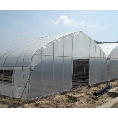 Customize Multi Span Greenhouse High Tunnel Greenhouse For Tomato Farming