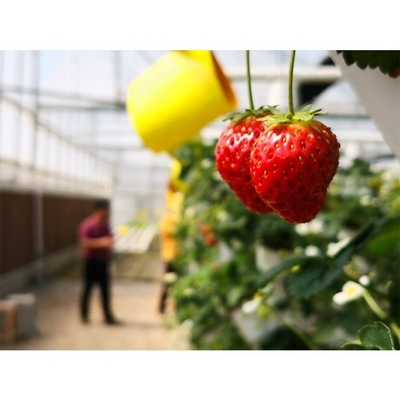 Customizable Electricity Vertical Hydroponic System For Indoor Plant Growing