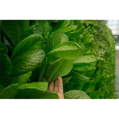 Film Type Vertical Hydroponic Growing System Single Span For 5m Roof Height