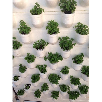 Film Type Vertical Hydroponic Growing System Single Span For 5m Roof Height