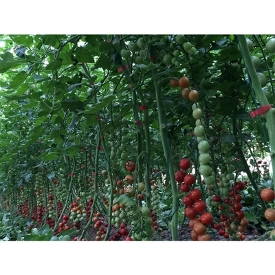 Shoulder Height 2.5m Home Hydroponic Greenhouse Customized With Galvanized Steel Pipe