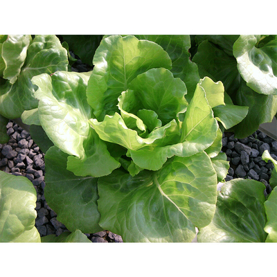 Shoulder Height 2.5m Home Hydroponic Greenhouse Customized With Galvanized Steel Pipe