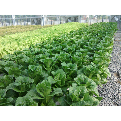 Shoulder Height 2.5m Home Hydroponic Greenhouse Customized With Galvanized Steel Pipe