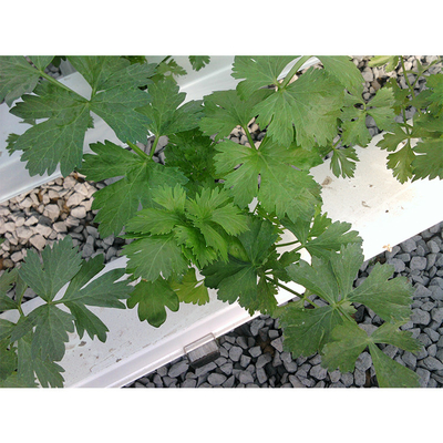 Shoulder Height 2.5m Home Hydroponic Greenhouse Customized With Galvanized Steel Pipe