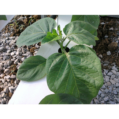 Shoulder Height 2.5m Home Hydroponic Greenhouse Customized With Galvanized Steel Pipe