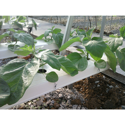 Shoulder Height 2.5m Home Hydroponic Greenhouse Customized With Galvanized Steel Pipe