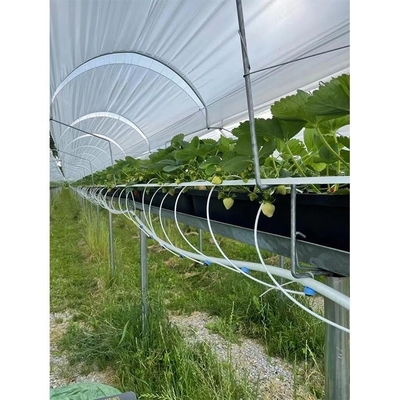 Film Type Strawberry Hydroponic System Space Saving With High Production