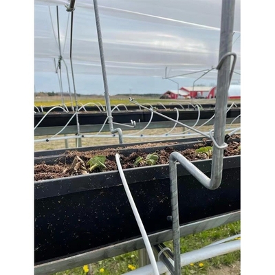 Film Type Strawberry Hydroponic System Space Saving With High Production