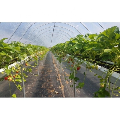 Film Type Strawberry Hydroponic System Space Saving With High Production