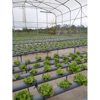 Customizable Metal Pipe Frame Greenhouse With 200micron Plastic Film