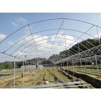 Film Cover Multi Span Greenhouse 5m Roof Height For Vegetables And Fruits