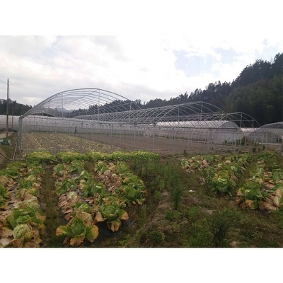 Film Cover Multi Span Greenhouse 5m Roof Height For Vegetables And Fruits