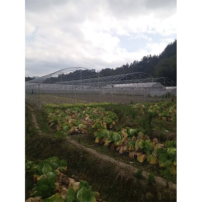 Film Cover Multi Span Greenhouse 5m Roof Height For Vegetables And Fruits