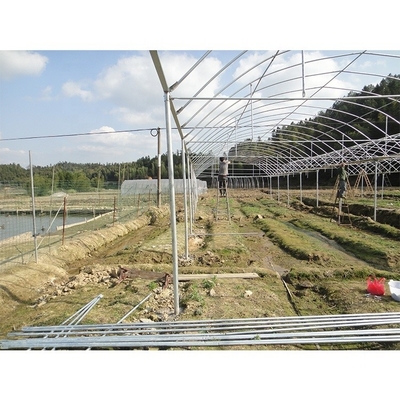 Film Cover Multi Span Greenhouse 5m Roof Height For Vegetables And Fruits