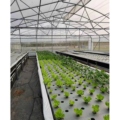 UV Proof Greenhouse Hydroponics System Vegetables Growing Deep Water Culture System