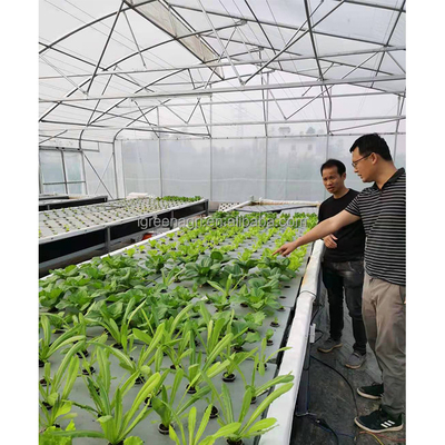 Roof Height 6.5m Wrought Iron Greenhouse For Flowers And Vegetables