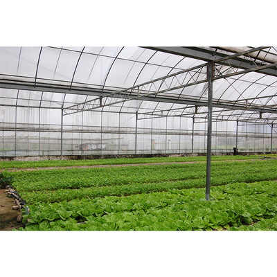 Vegetables Growing Multi Span Greenhouse PE Plastic Cover Tomato Plant Greenhouse