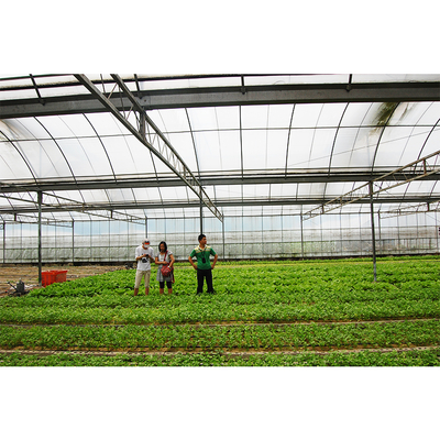 12-15 Meter Tunnel Width IGREEN Large Multi-Span Plastic Greenhouse for Plant Farming