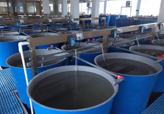 Galvanized Steel Pipe Circular RAS Fish Tank 10 Meter Fresh Water Automatic Feeding