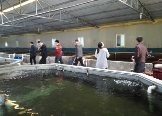 Galvanized Steel Pipe Circular RAS Fish Tank 10 Meter Fresh Water Automatic Feeding