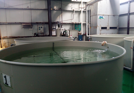 Galvanized Steel Pipe Circular RAS Fish Tank 10 Meter Fresh Water Automatic Feeding