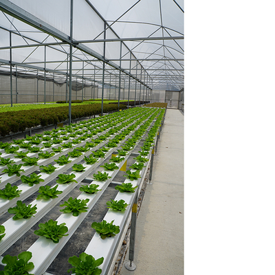 IGreen Tunnel Strawberry Greenhouses PE Greenhouse for Vegetable and Flower Growing