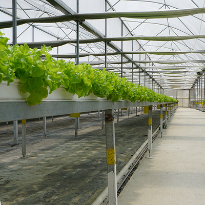 IGreen Tunnel Strawberry Greenhouses PE Greenhouse for Vegetable and Flower Growing