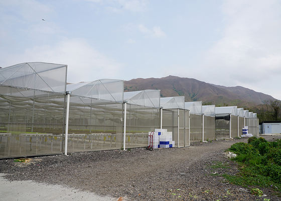 Multispan Greenhouse with Top Vent and Customized Length Film Surface by IGreen