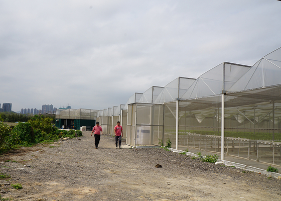 Single Layer PE Ground Cover for IGreen Greenhouse's Steam-Greenhouse Roofing Material