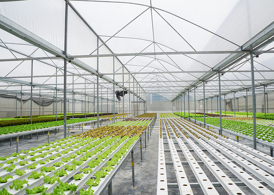Customizable Plastic Tunnel Greenhouse Saw Tooth Roof Vent Multi Span For Agriculture