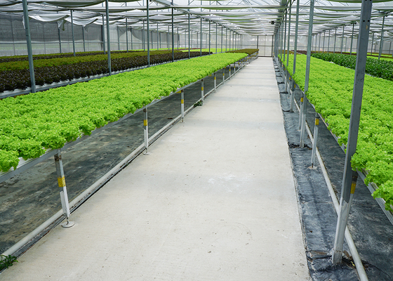 Multispan Greenhouse with Top Vent and Customized Length Film Surface by IGreen