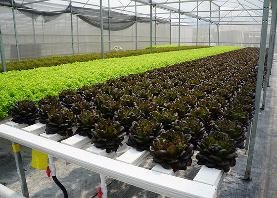 Multispan Greenhouse with Top Vent and Customized Length Film Surface by IGreen