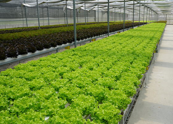 Customizable Plastic Tunnel Greenhouse Saw Tooth Roof Vent Multi Span For Agriculture