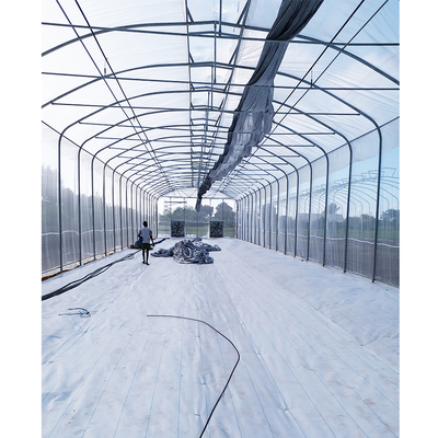 Umbrella Structure Agricultural Greenhouse 8m Height Wide Span Greenhouse