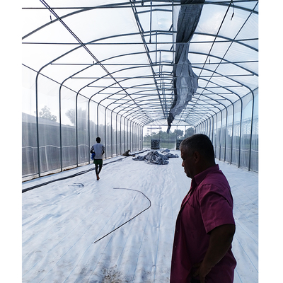 Umbrella Structure Agricultural Greenhouse 8m Height Wide Span Greenhouse