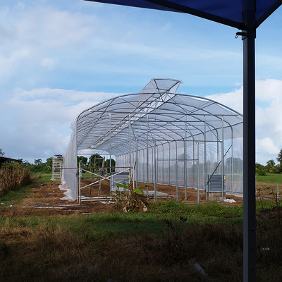 Umbrella Structure Agricultural Greenhouse 8m Height Wide Span Greenhouse