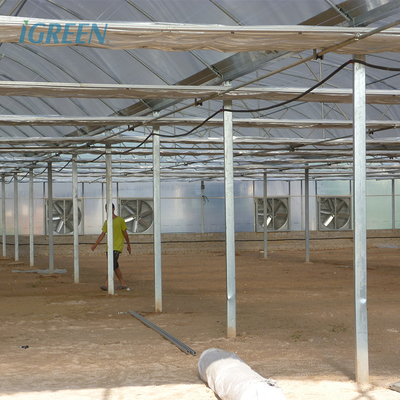 200 Micron Plastic Film Greenhouse Shade Cloth Roof Height 7 Meters for Strawberry