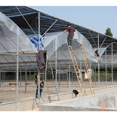 No Roof Vent Agricultural Greenhouse Vegetable Growing Single Span Greenhouse