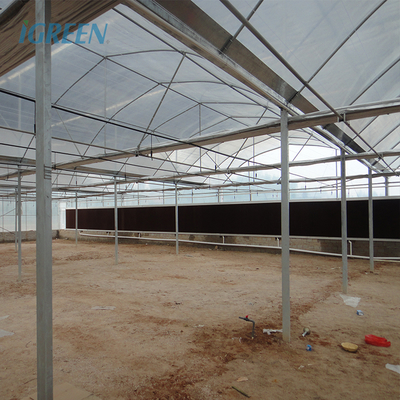 Customized Length Multi-Span Agricultural Greenhouses in IGREE Eco Green House Design