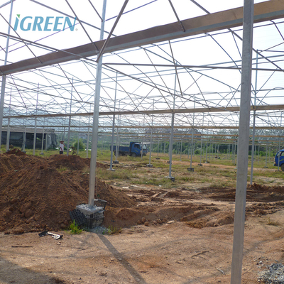 Film Type Multi Span Greenhouse Wide Span Greenhouse With Steel Skeleton And Shoulder Height 2m