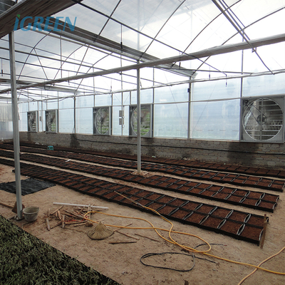 Film Type Multi Span Greenhouse Wide Span Greenhouse With Steel Skeleton And Shoulder Height 2m