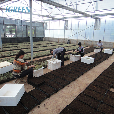 Film Type Multi Span Greenhouse Wide Span Greenhouse With Steel Skeleton And Shoulder Height 2m